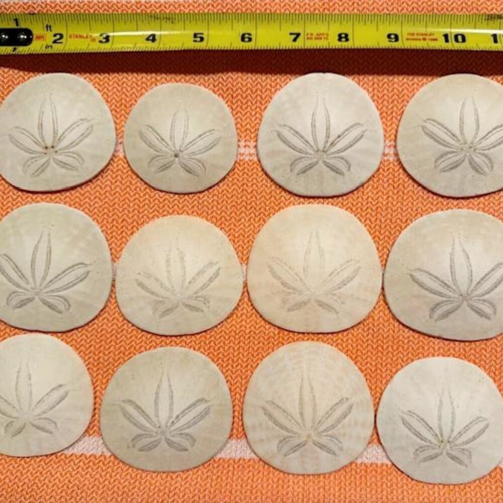 15 Natural Sand Dollars 2–3” | Coastal Beach Decor Seashells